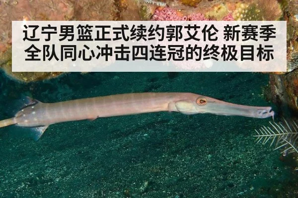 辽宁男篮正式续约郭艾伦 新赛季全队同心冲击四连冠的终极目标